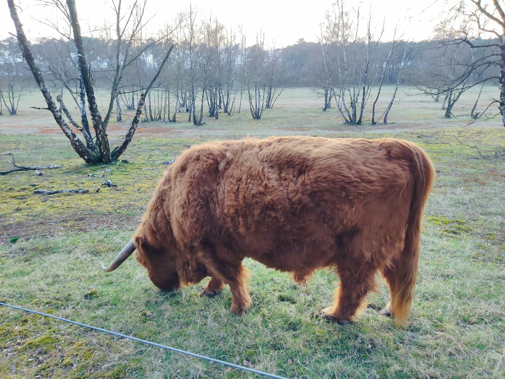 buffalo1