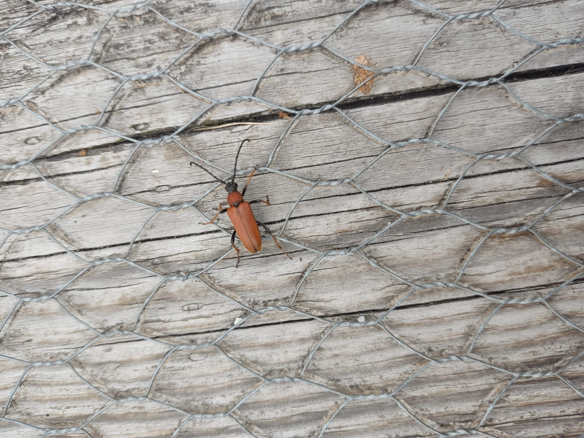 bug1