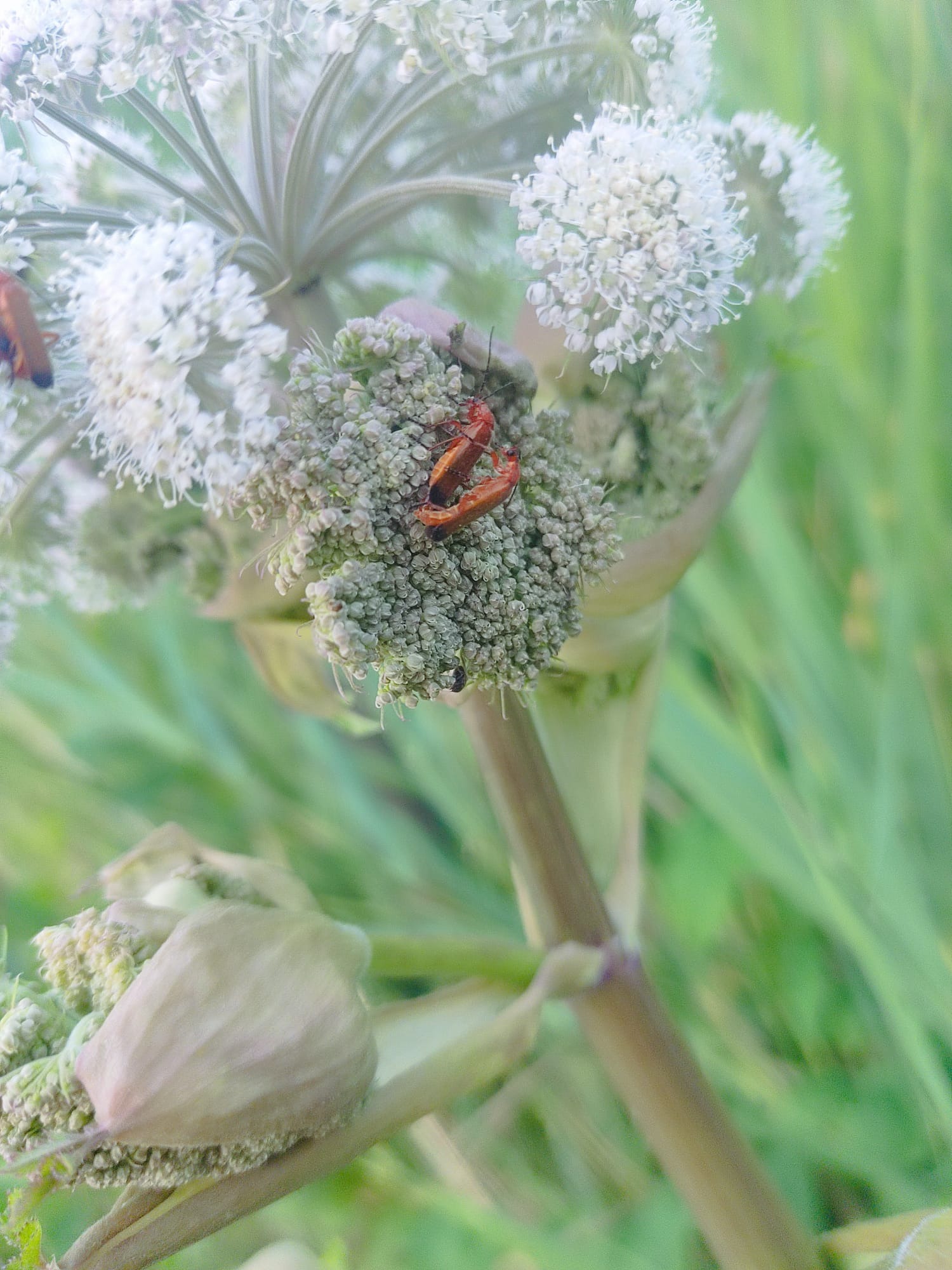 bug2