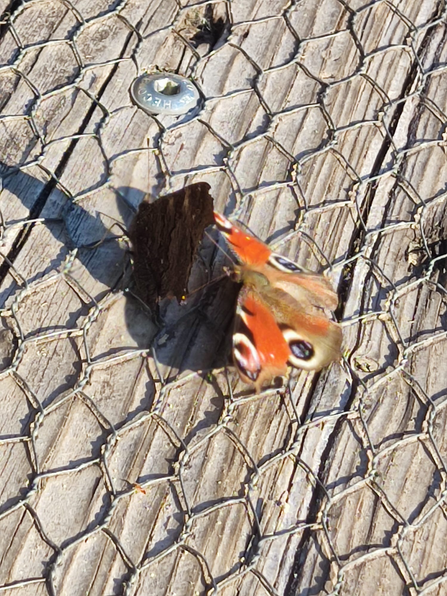 butterfly_mate2