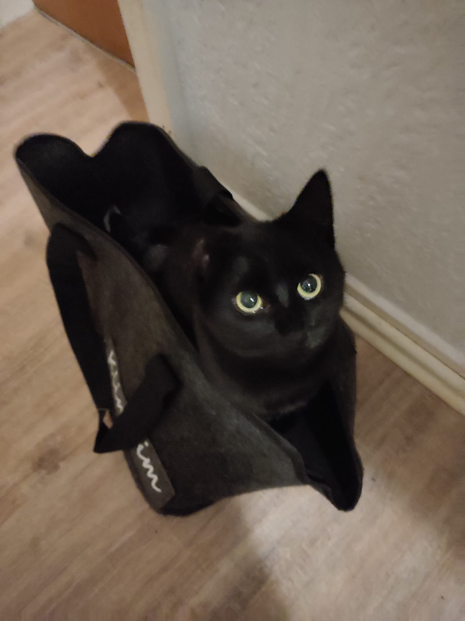 cat1