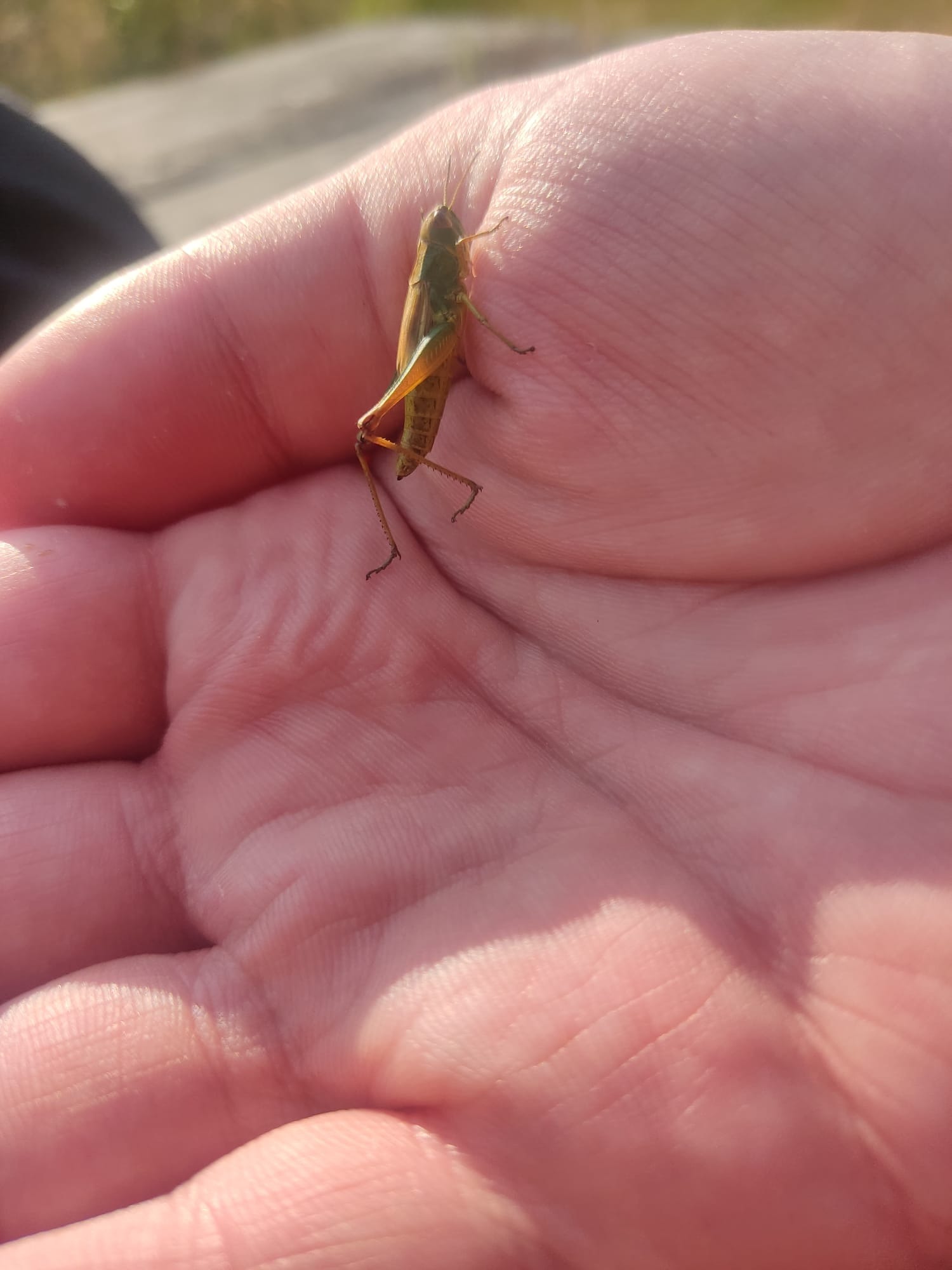 cricket