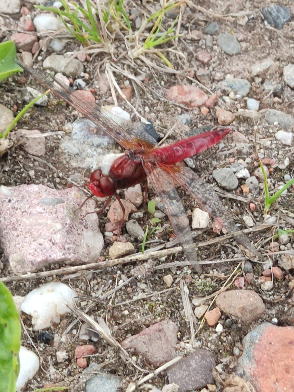 dragonfly