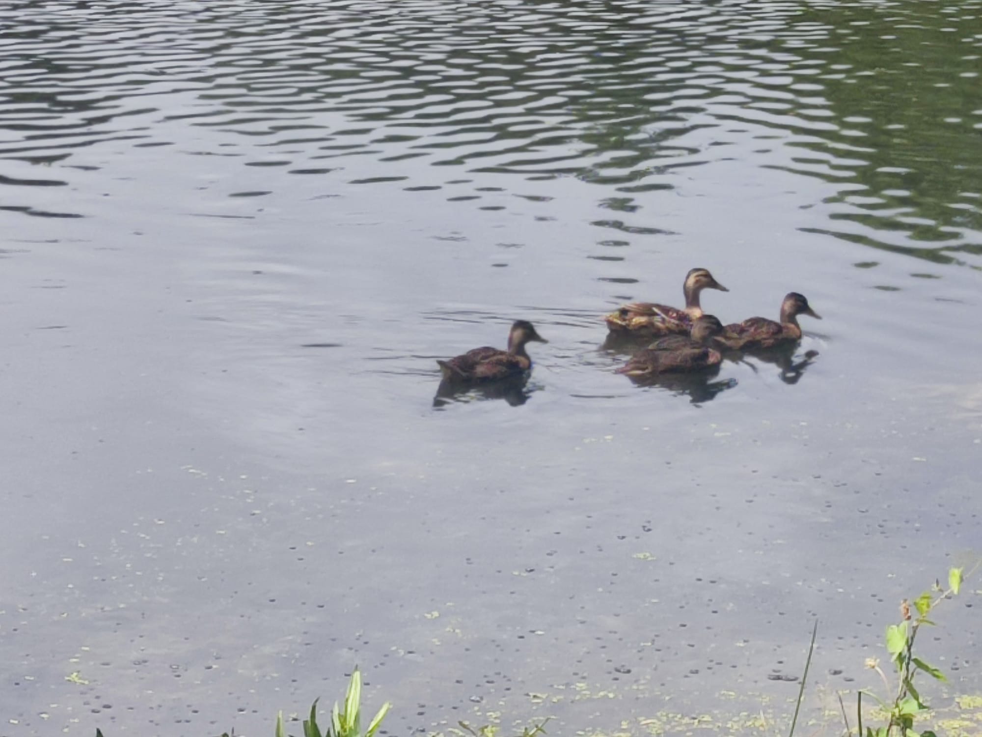 ducks