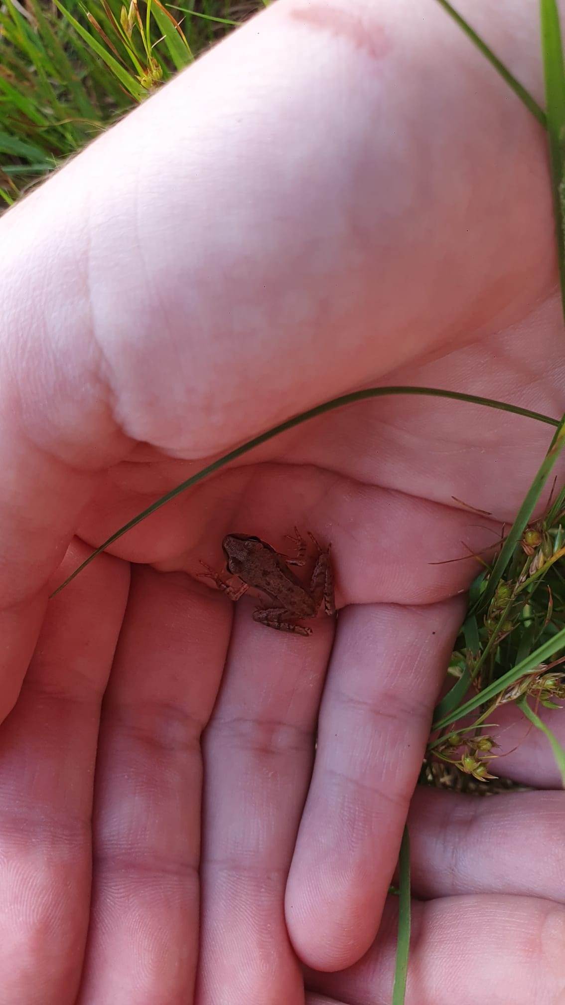 frog