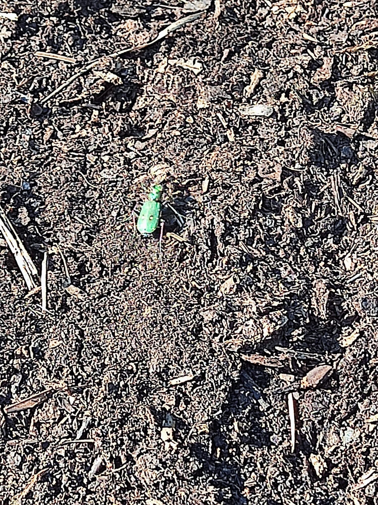 green_bug1