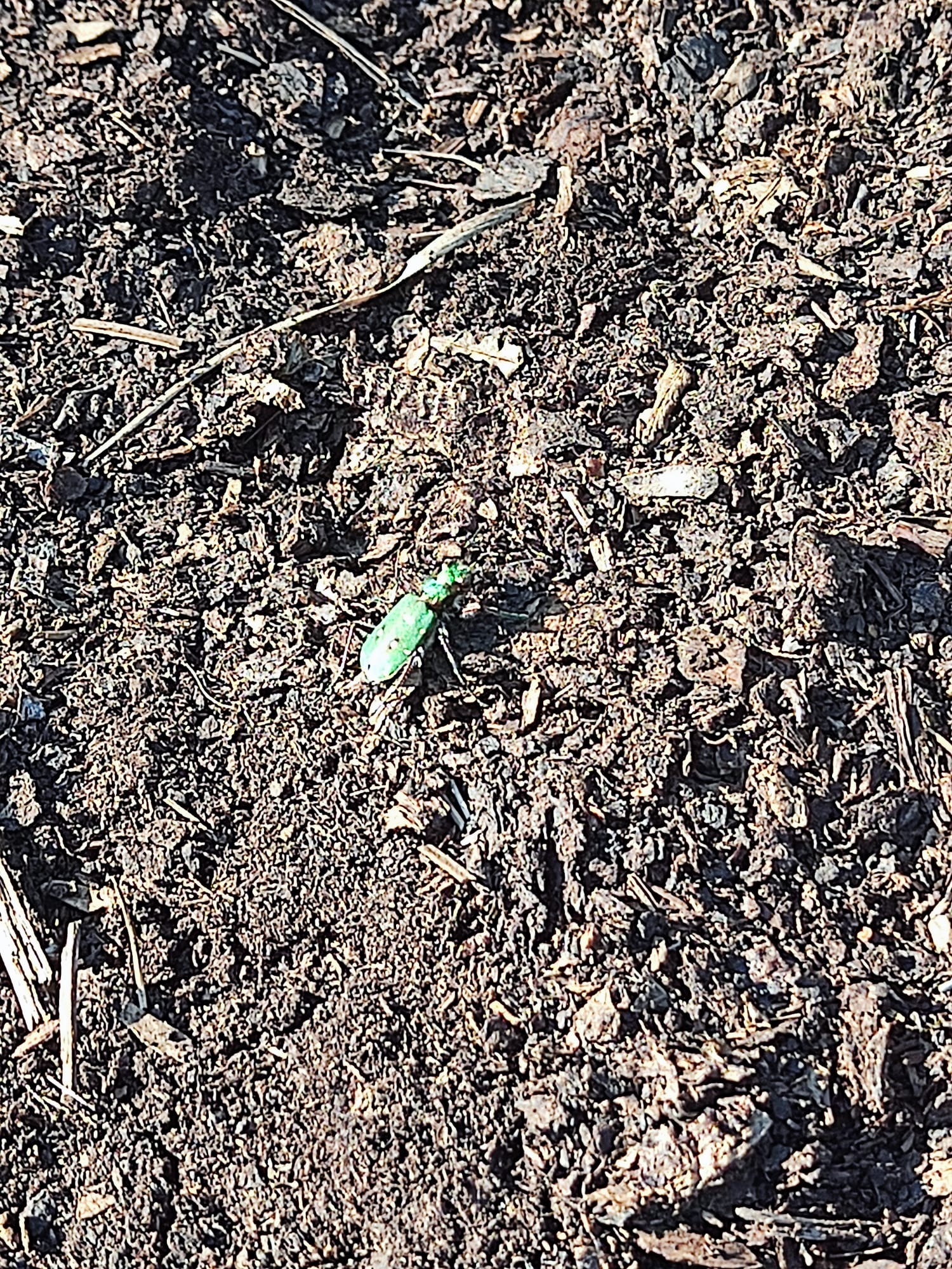 green_bug2