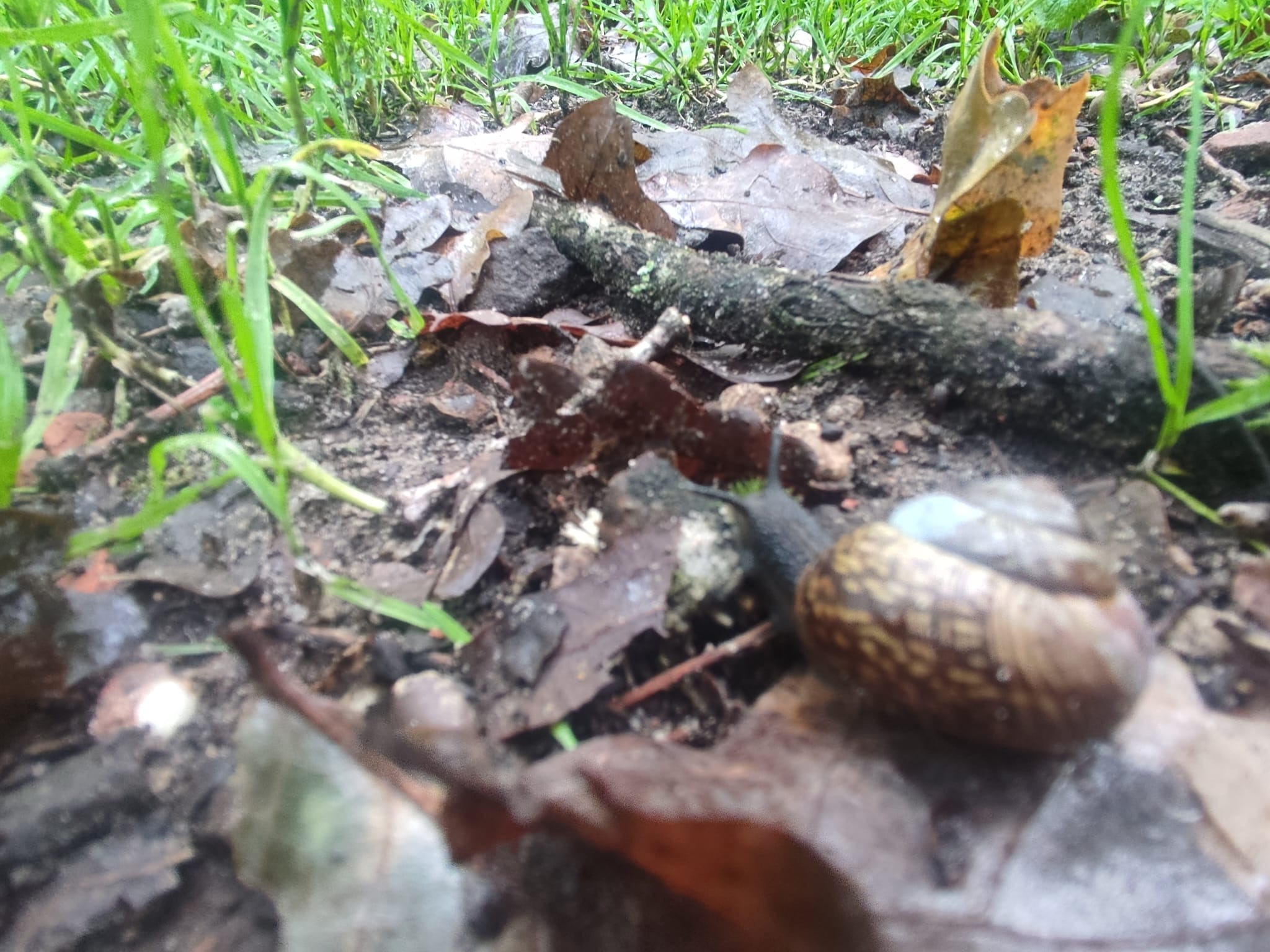 snail