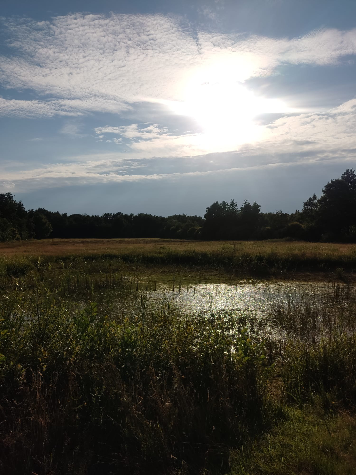 swamp